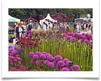 25_RHS Tatton Allium Display print - Steve Hodson